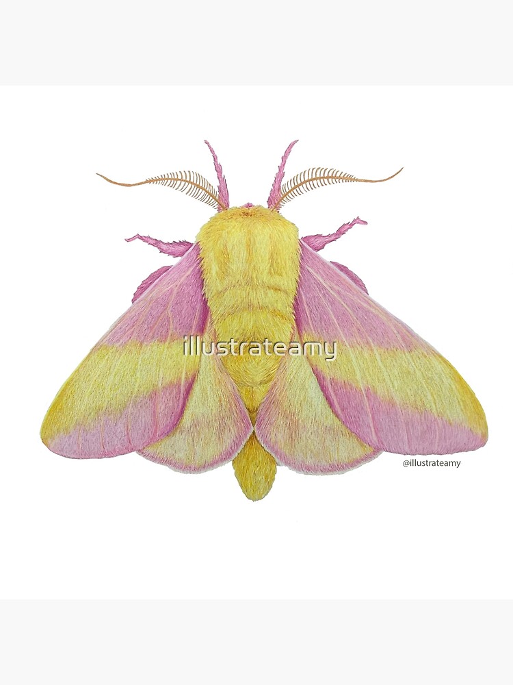 Rosy Maple moth - Dryocampa rubicunda 