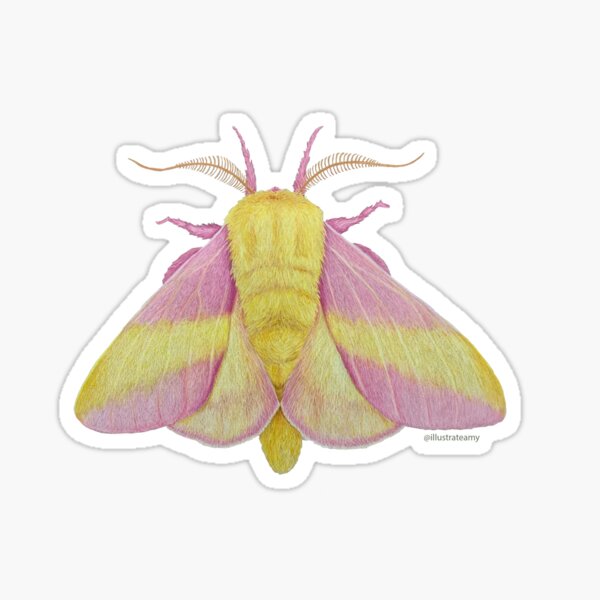 Rosy Maple Moth Waterproof Vinyl Sticker – Botanical Bright - Add a Little  Beauty to Your Everyday