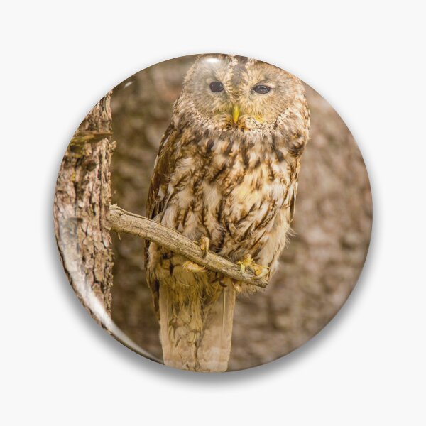 Item preview, Perched Tawny Owl designed and sold by Dave Hare Photography.