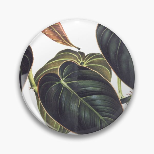 Item preview, Araceae Philodendron melanochrysum aroid plant designed and sold by Aratomara.