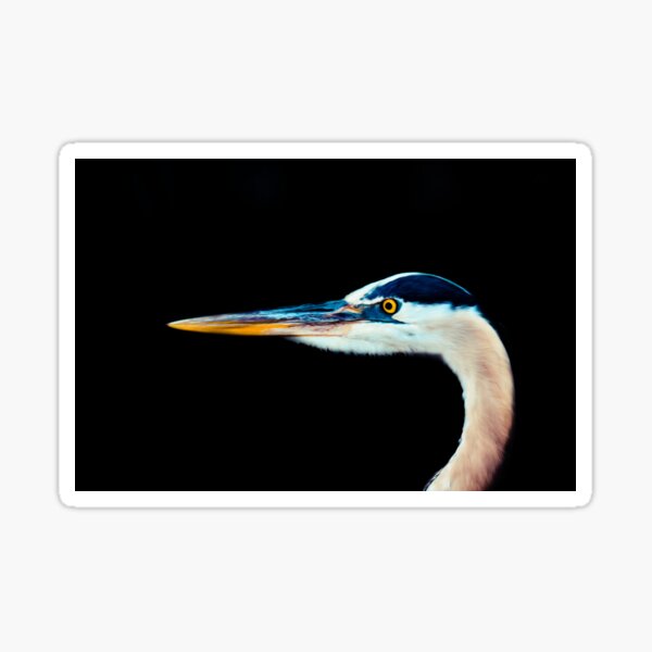 Bird Beak Feather Animal Fly Eyes Sticker