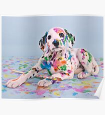 Dalmatian Puppy Poster