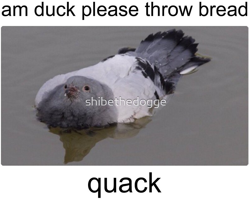 Am Duck Please Throw Bread Quack