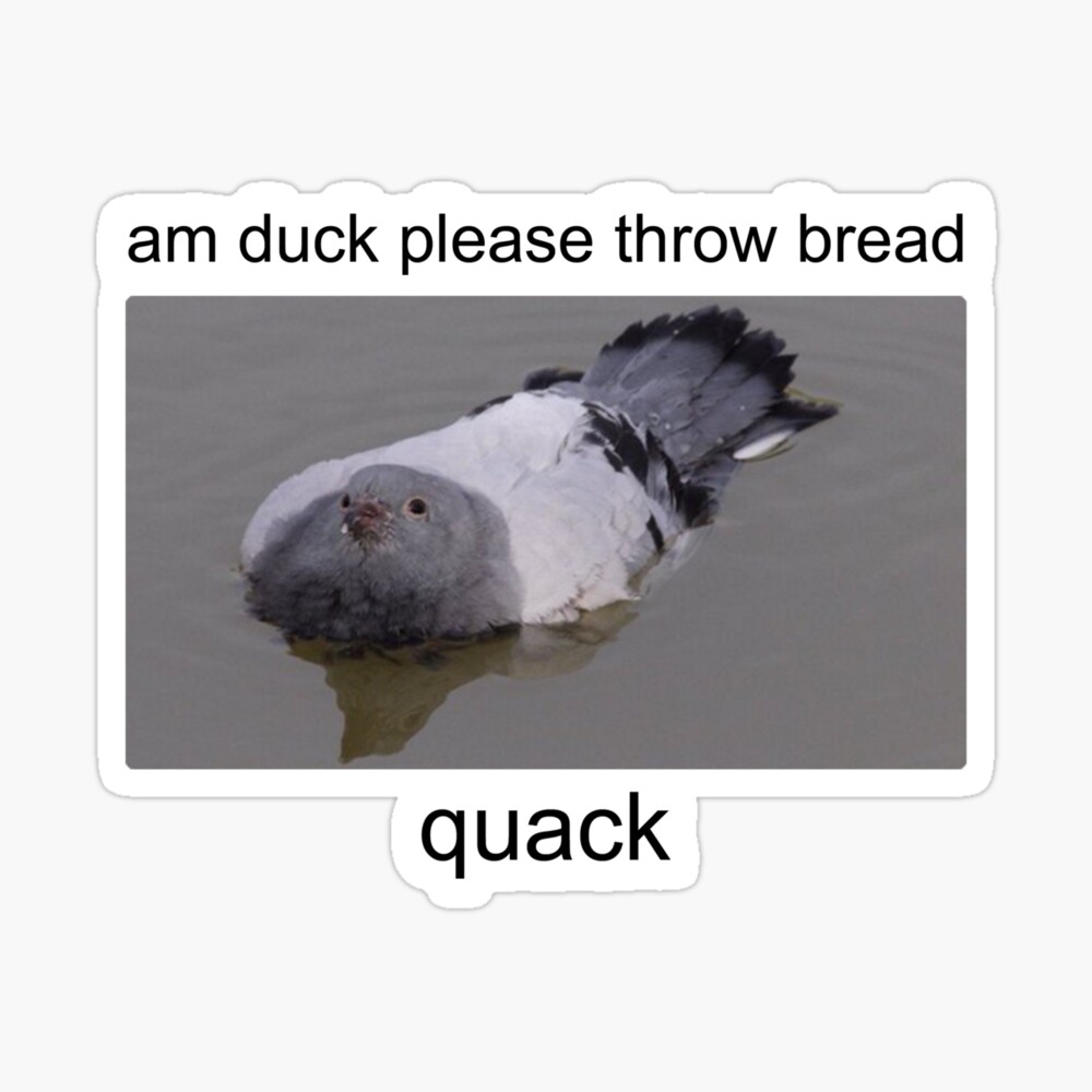 Am duck please throw bread quack
