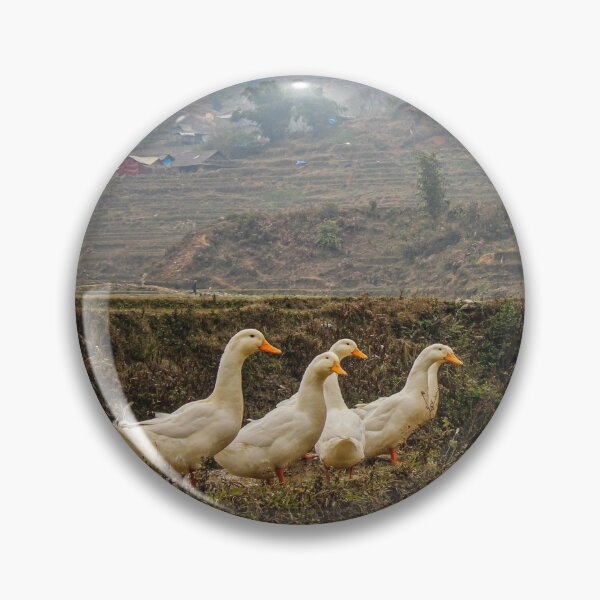 Item preview, A group or raft of white pecking ducks standing at the edge of a rice terrace designed and sold by SnapTPhotograph.