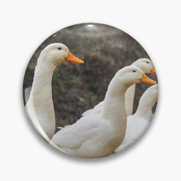 Item preview, A group or raft of white pecking ducks standing at the edge of a rice terrace designed and sold by SnapTPhotograph.
