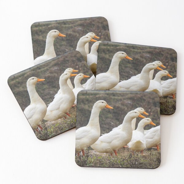 Item preview, A group or raft of white pecking ducks standing at the edge of a rice terrace designed and sold by SnapTPhotograph.