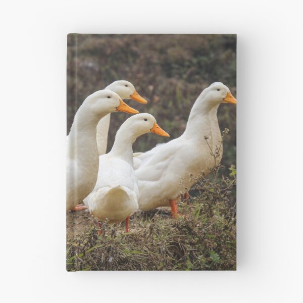Item preview, A group or raft of white pecking ducks standing at the edge of a rice terrace designed and sold by SnapTPhotograph.