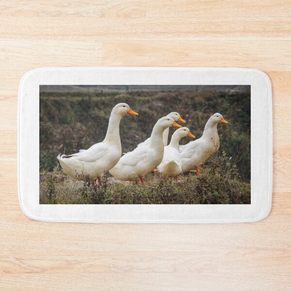 Item preview, A group or raft of white pecking ducks standing at the edge of a rice terrace designed and sold by SnapTPhotograph.