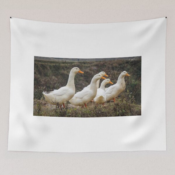 Item preview, A group or raft of white pecking ducks standing at the edge of a rice terrace designed and sold by SnapTPhotograph.