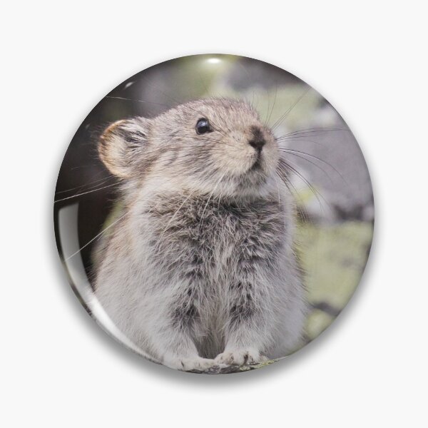 Item preview, Collared Pika designed and sold by Jukka Jantunen.