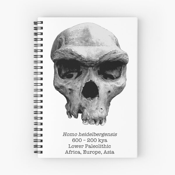 Item preview, Homo heidelbergensis (natural) designed and sold by SnazzyScience.