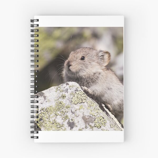 Item preview, Collared Pika designed and sold by Jukka Jantunen.