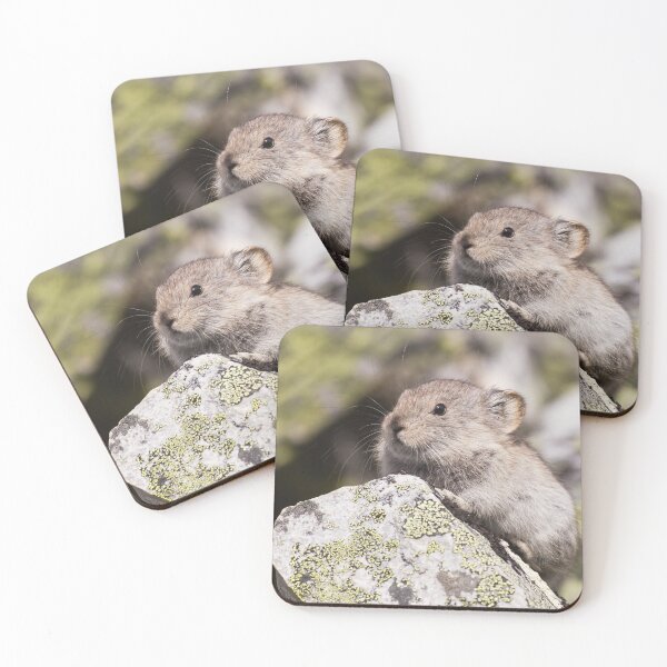 Item preview, Collared Pika designed and sold by Jukka Jantunen.