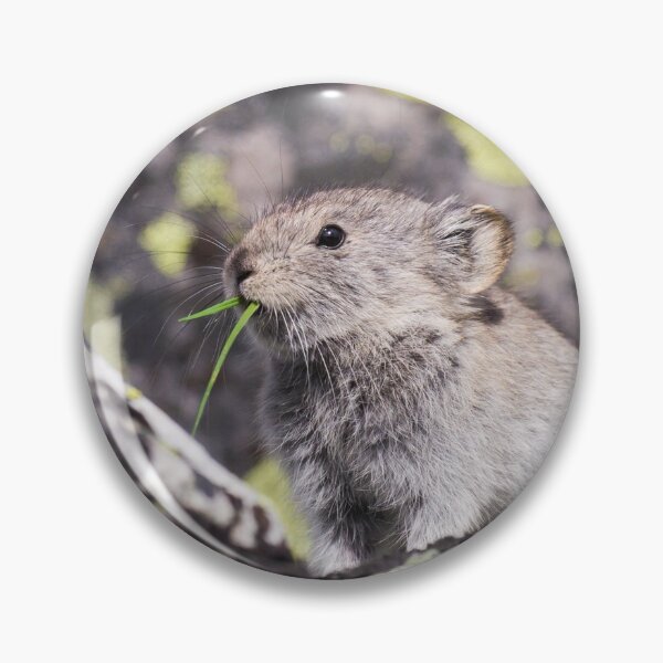 Item preview, Collared Pika designed and sold by Jukka Jantunen.
