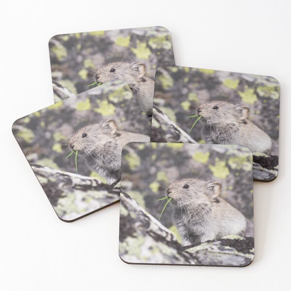 Item preview, Collared Pika designed and sold by Jukka Jantunen.