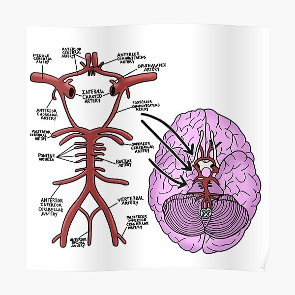 Poster Neuroanatomie Redbubble