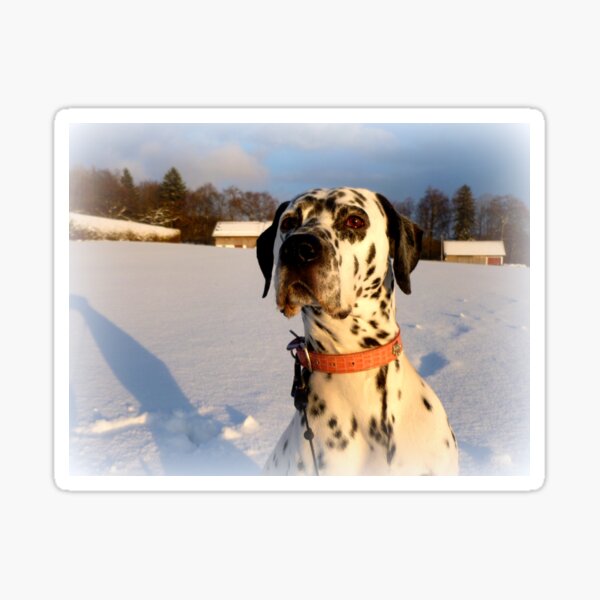 Julius in the winter sun Sticker