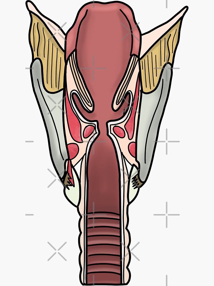 Un Labeled Larynx Anatomy Sticker For Sale By Kru22 Redbubble 6713