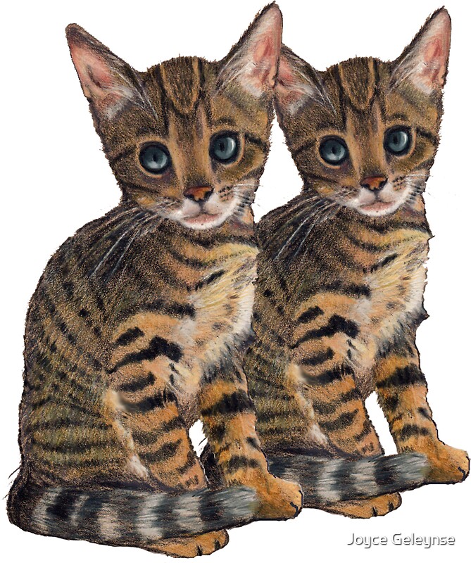 "Bengal Kittens: Color Pencil Drawing of CATS" Stickers by ...