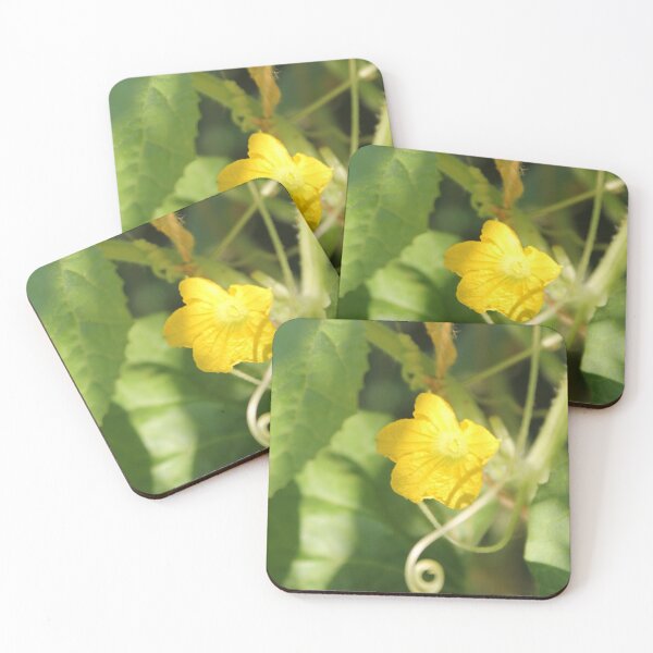 Yellow unnamed flower on a background of green leaves Coasters (Set of 4)