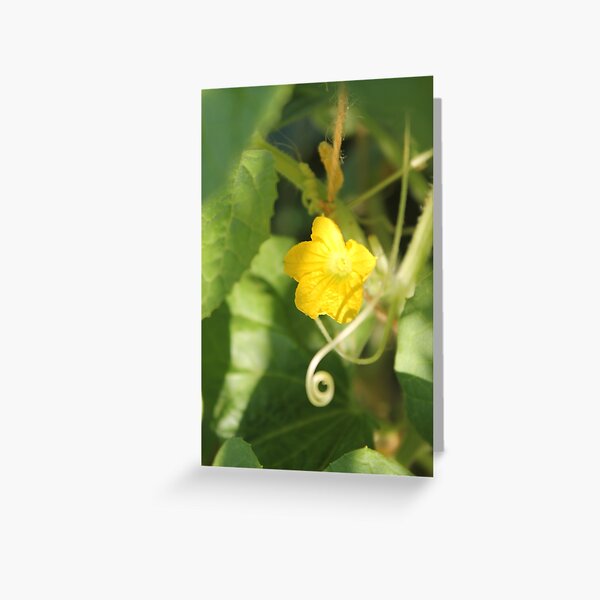 Yellow unnamed flower on a background of green leaves Greeting Card