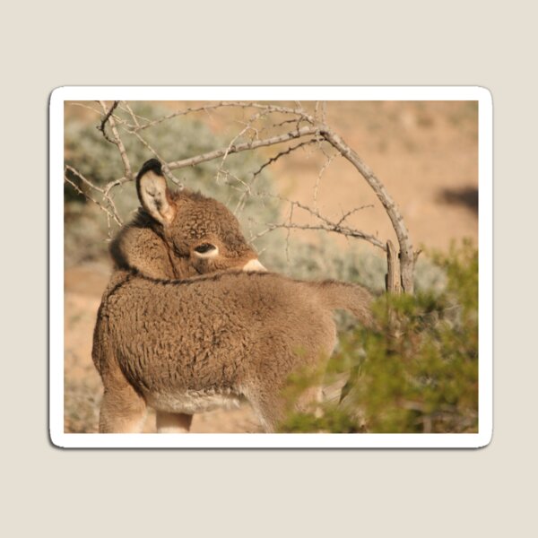 Baby Donkey. Magnet
