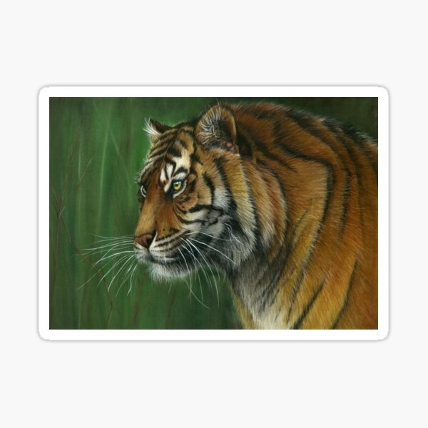 "from the grass" Tiger in colour pencil Sticker