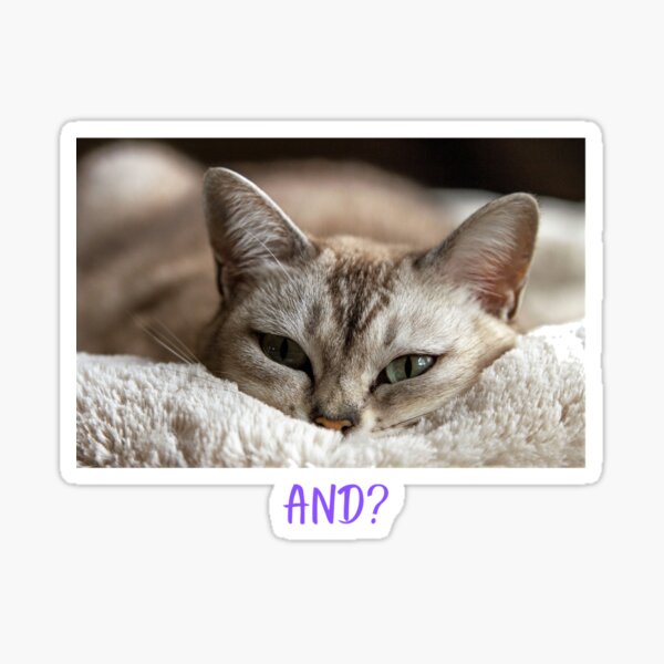 And The Cat Sticker