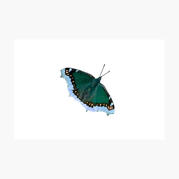 Blue Mourning Cloak Butterfly Photographic Print