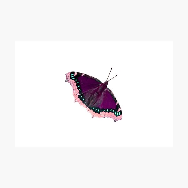 Magenta Mourning Cloak Butterfly Photographic Print