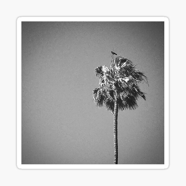 Palm Tree with Raven Sticker