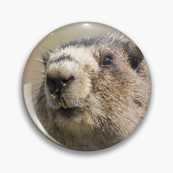 Item preview, Hoary Marmot designed and sold by Jukka Jantunen.