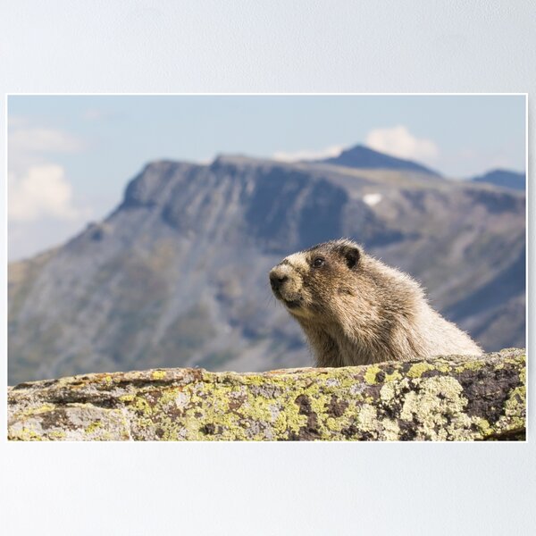 Item preview, Hoary Marmot designed and sold by Jukka Jantunen.