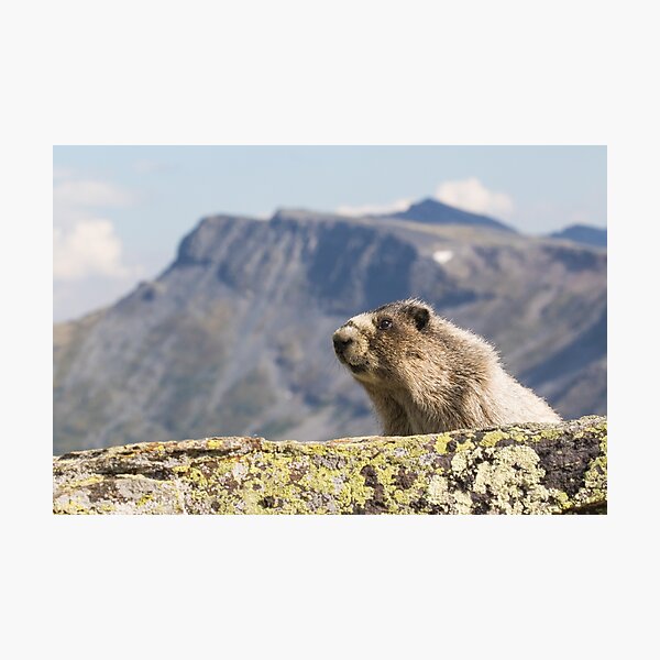 Item preview, Hoary Marmot designed and sold by Jukka Jantunen.