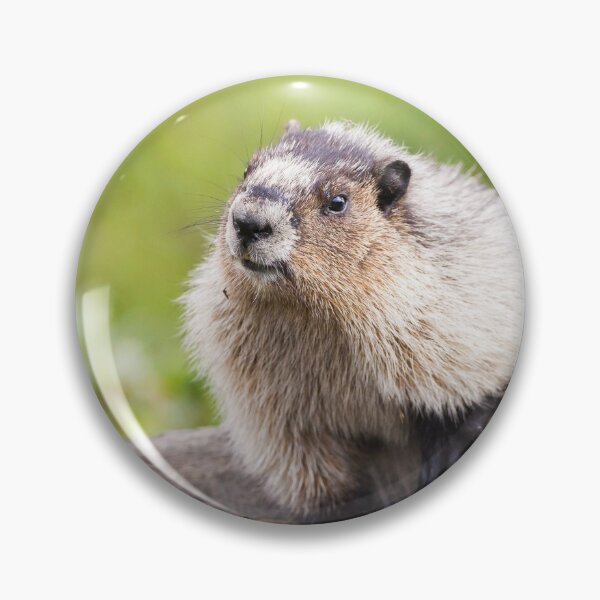 Item preview, Hoary Marmot designed and sold by Jukka Jantunen.