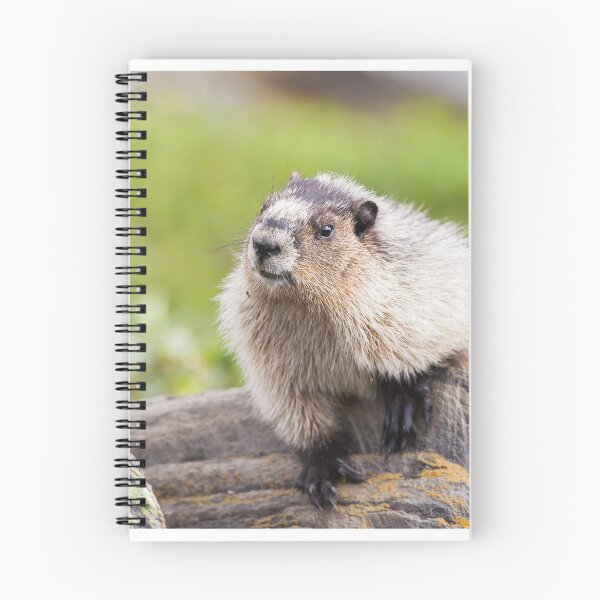 Item preview, Hoary Marmot designed and sold by Jukka Jantunen.