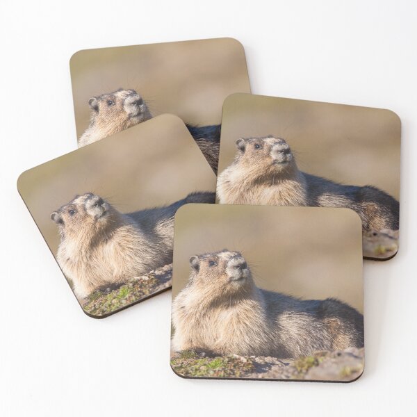 Item preview, Hoary Marmot designed and sold by Jukka Jantunen.