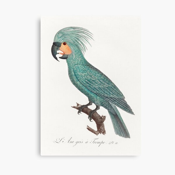 The Palm Cockatoo (Probosciger aterrimus) from Natural History of Parrots (1801—1805) by Francois Levaillant Canvas Print
