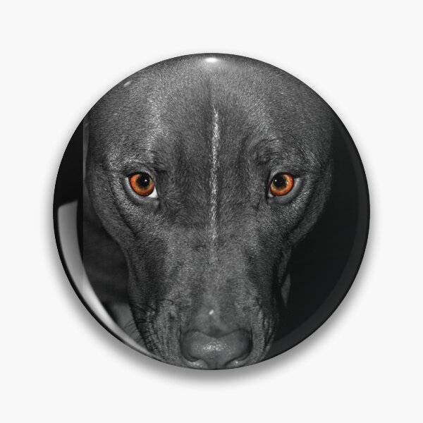 Item preview, Black and White Pitbull with Deep Orange Eyes designed and sold by ibadishi.