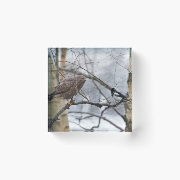 Item preview, Common Buzzard and Magpie designed and sold by Chris Monks.