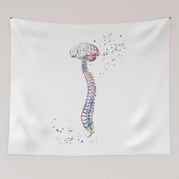 Item preview, Spine with Brain Anatomy designed and sold by EvasDreams.