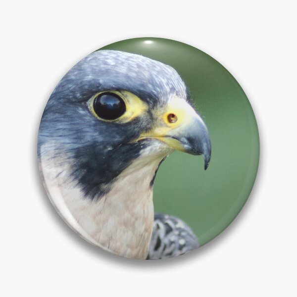 Item preview, Hawk eyes designed and sold by DomenicBlair77.