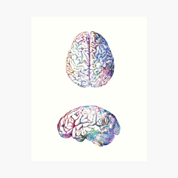 Aperçu de l'œuvre Vue latérale et à l'envers de l'anatomie du cerveau humain créée et vendue par EvasDreams.