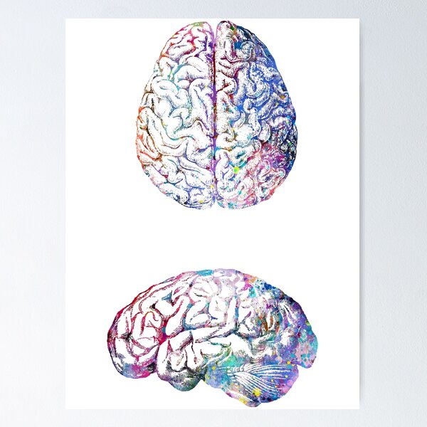 Human Brain Anatomy Side and Upside View Poster