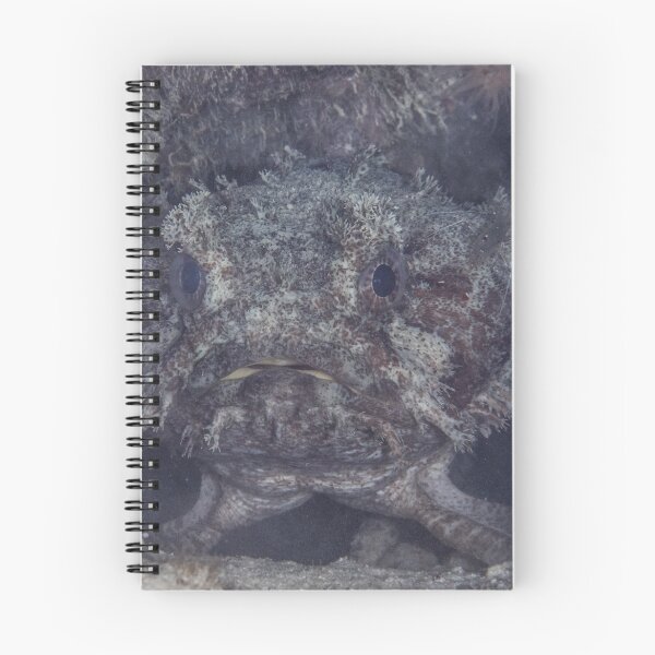 Item preview, Banded Toadfish designed and sold by Mark Rosenstein.