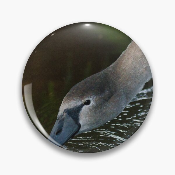Item preview, Fledged Cygnet on the Water of Leith, Edinburgh. designed and sold by RobinDHunter.