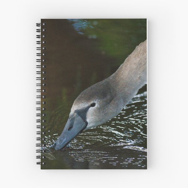 Item preview, Fledged Cygnet on the Water of Leith, Edinburgh. designed and sold by RobinDHunter.