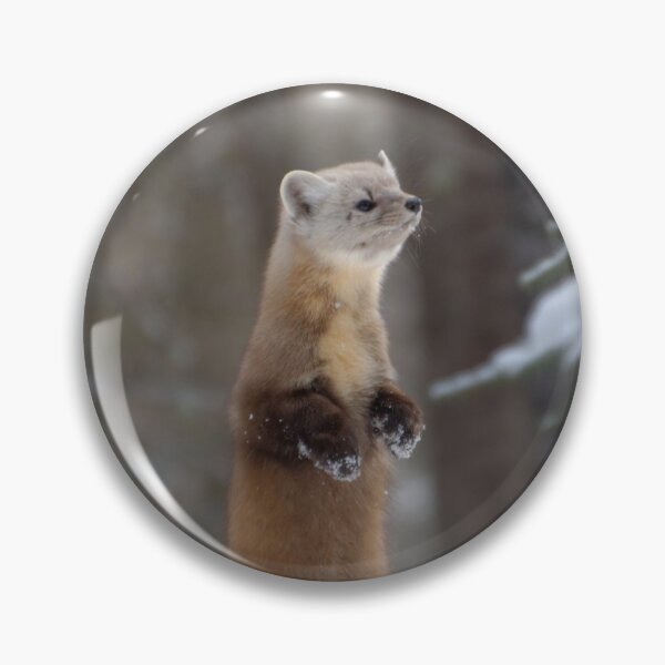 Item preview, American Pine Marten designed and sold by rodmacpherson.