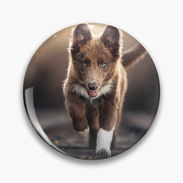 Artikelvorschau, Border Collie Puppy on Rails entworfen und verkauft von Alatia.